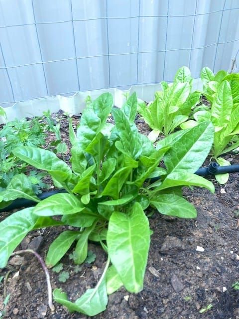 The Fair Weather Gardener post image