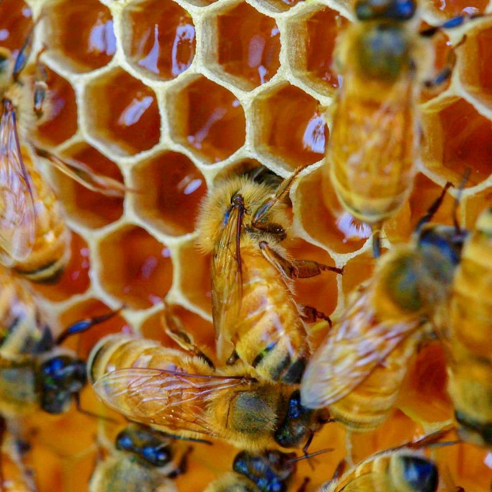 Technology the key to bees and pollination post image