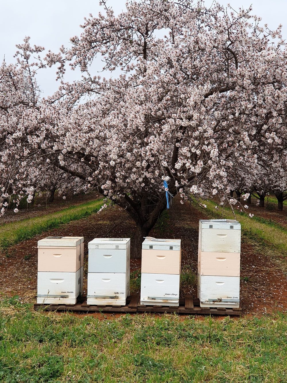 South Australia increasing management of varroa mite post image