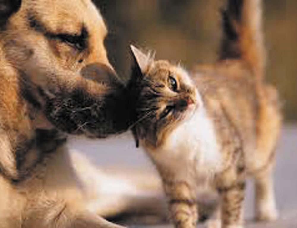 RivaPetz to close after 22 years of caring post image