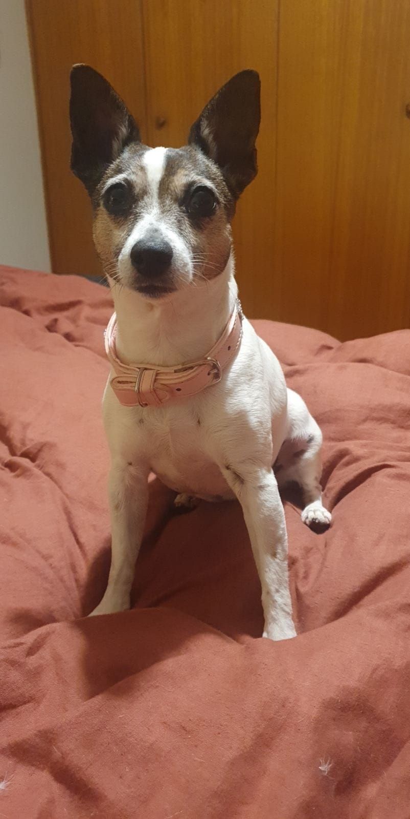 Pet name passwords a purr-fect target for crime post image