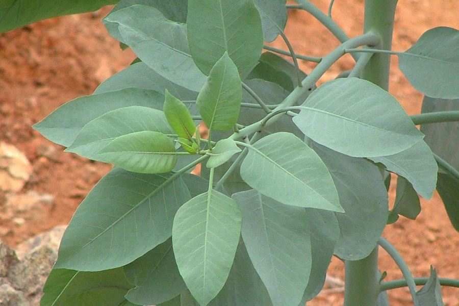 How to spot and report illicit tobacco crops post image