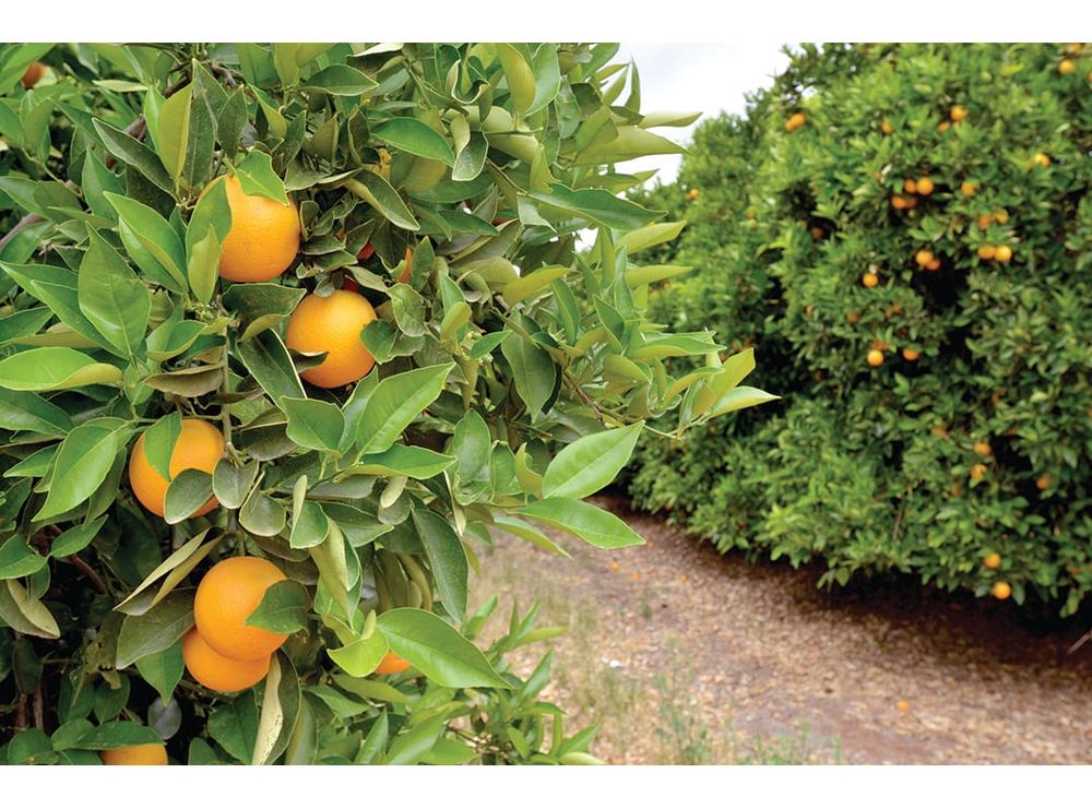 Ag visa must be delivered, says peak body post image