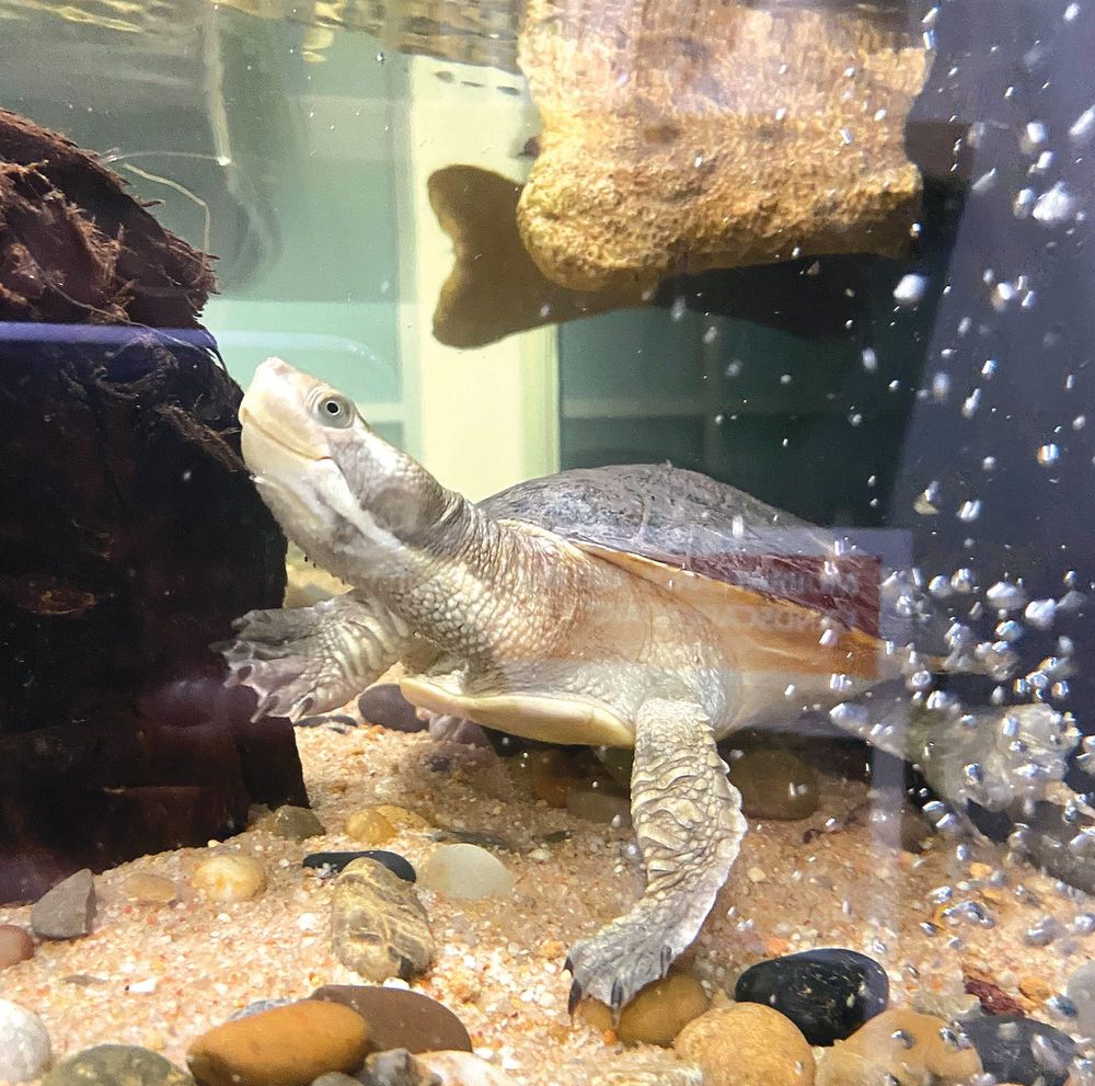 Locals asked to help name turtle employee post image