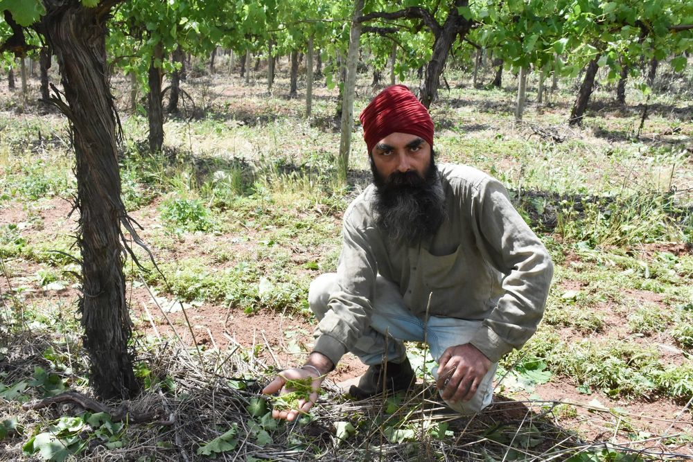 Hail, wind tears up grape vines post image