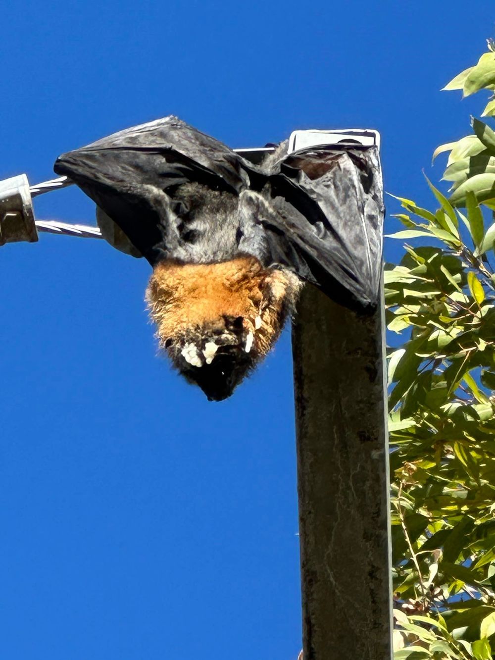 Fruit bats venturing to the Riverland for food post image