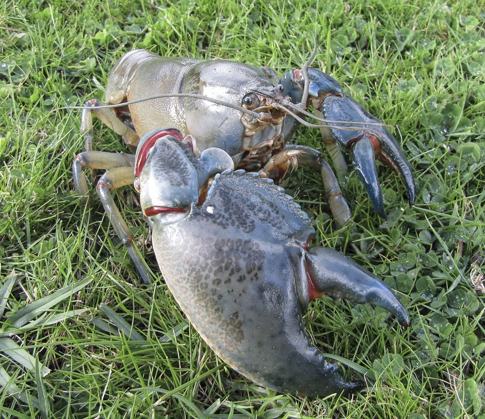 Yabby fishers urged to stick to the rules post image