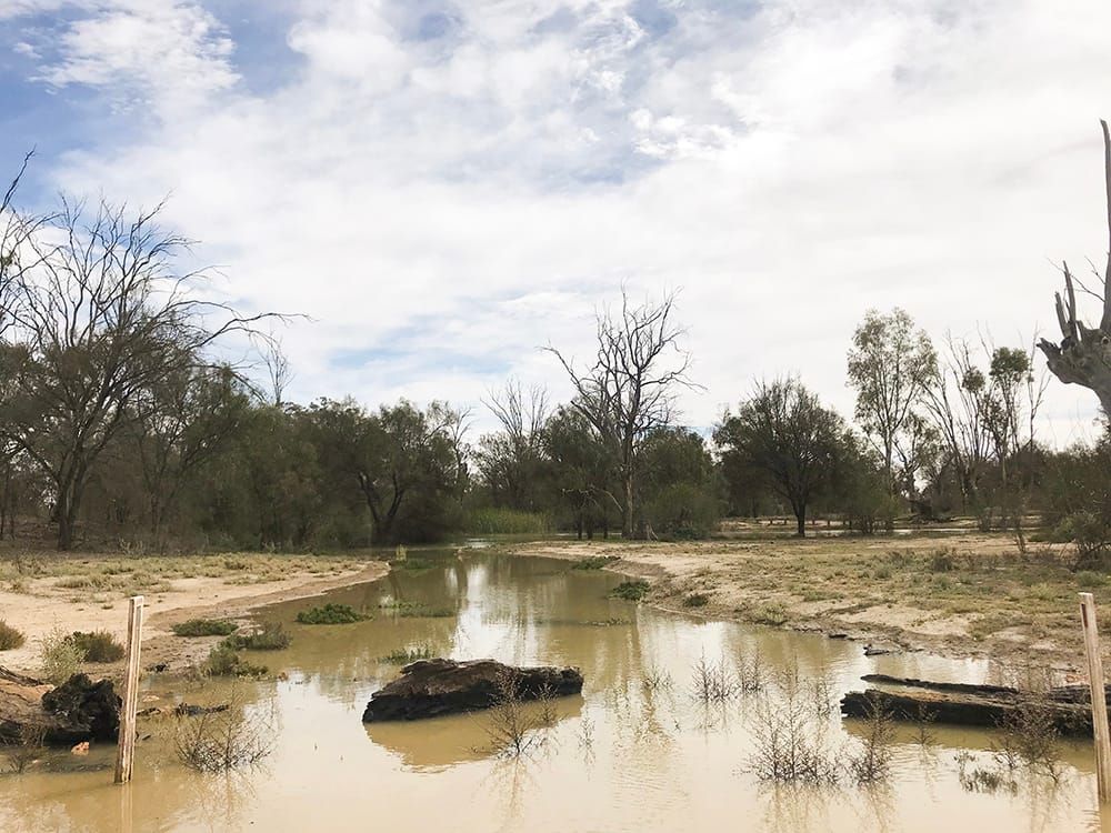 Quick benefits from ongoing environmental watering post image