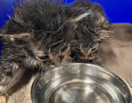 Dumped pets 'treated like garbage' post image