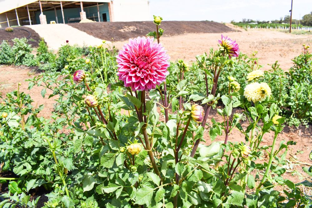 Patch Nursery talks to local garden club post image