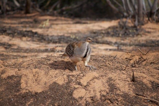 No fowl play in Waikerie CBD post image