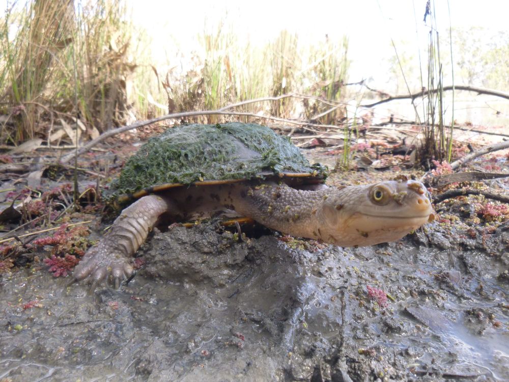 Artists urged to boost turtle power post image