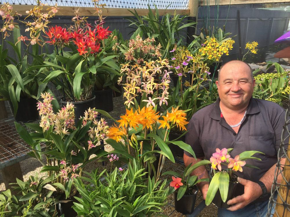 Judges converge for Riverland Orchid Spectacular this weekend post image