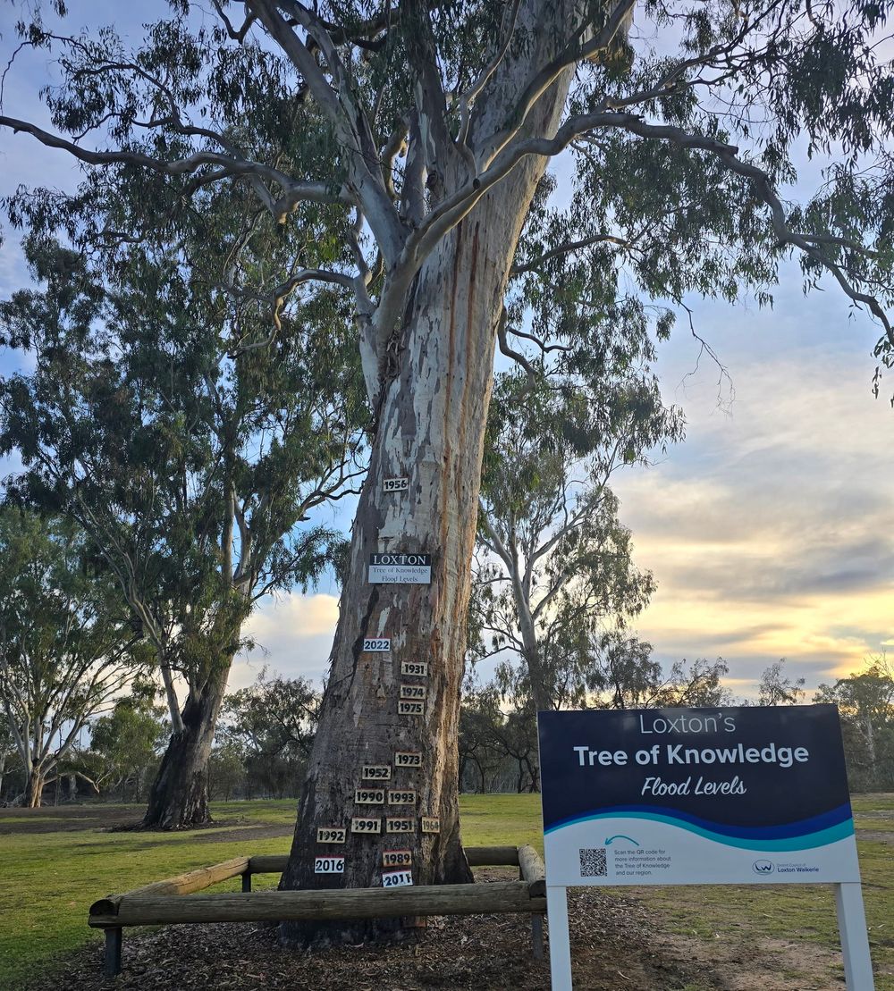 Tree name backflip post image