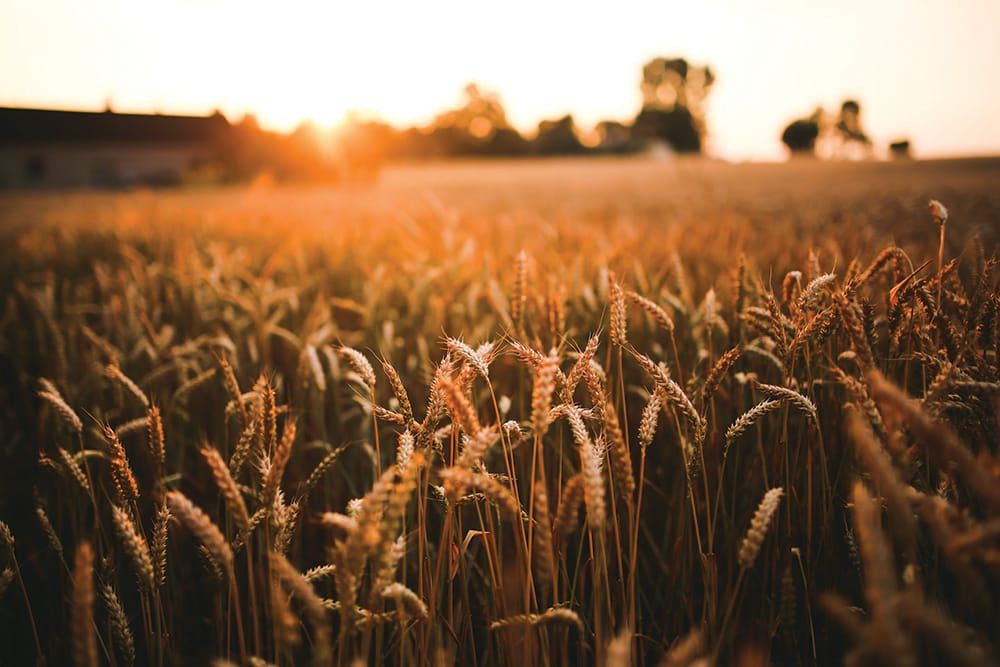 Berri Barmera locals hope to remain GM-free post image
