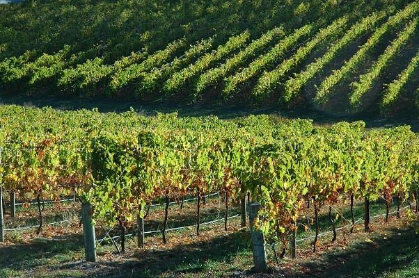 An honest conversation about grape industry issues post image