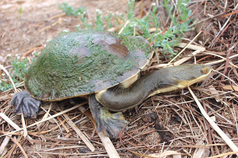 Turtle initiative named as national award finalist post image