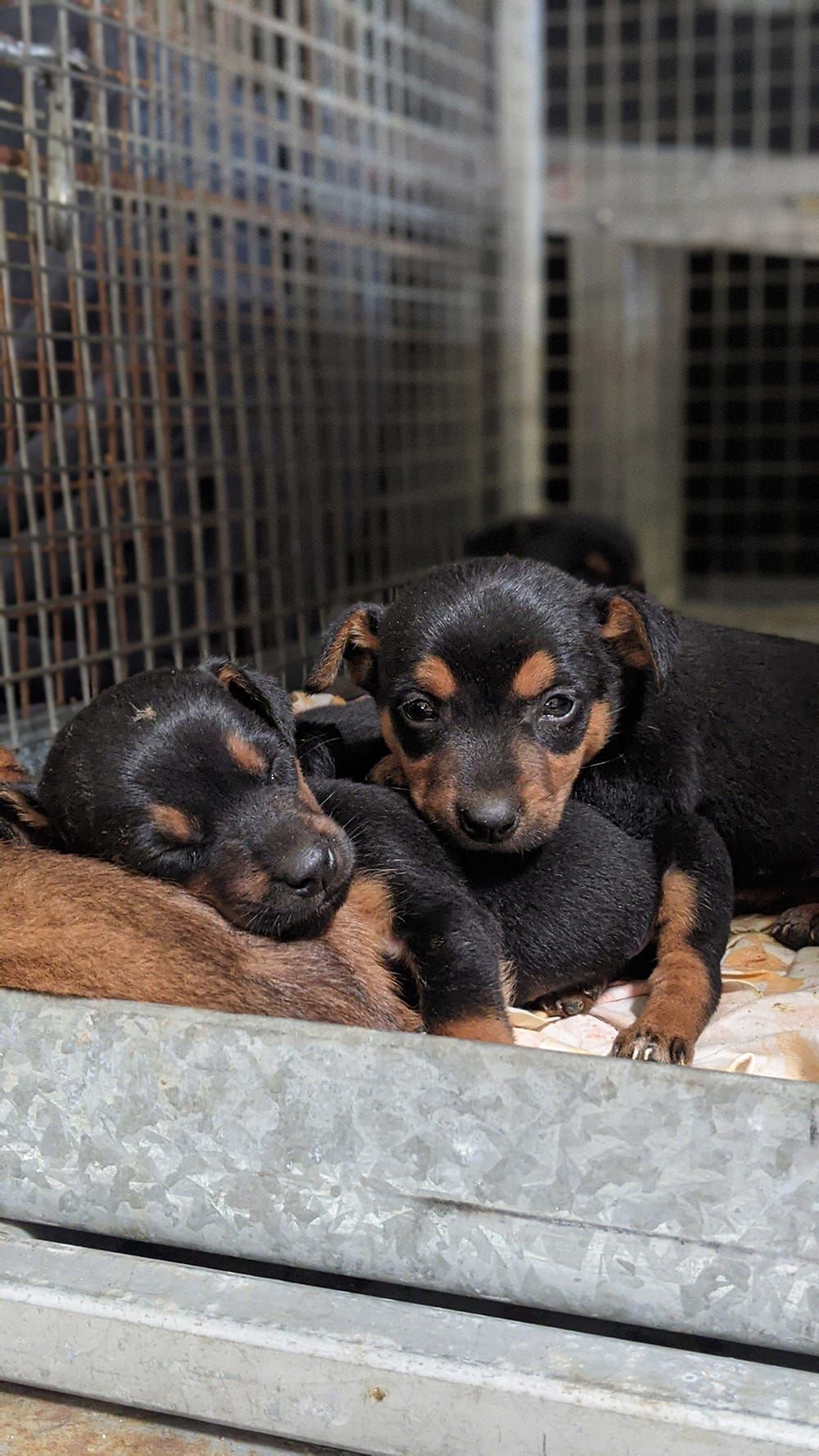 Puppies dumped in bin near Kingston-On-Murray ‘thrown away like rubbish’… PAW FORM post image