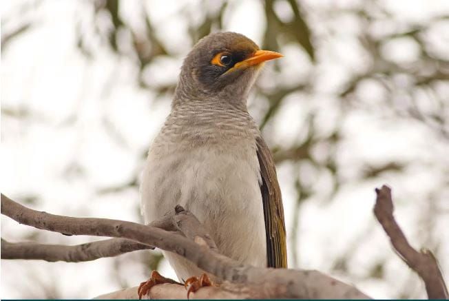 Miner birds aplenty during recent Riverland bird survey post image