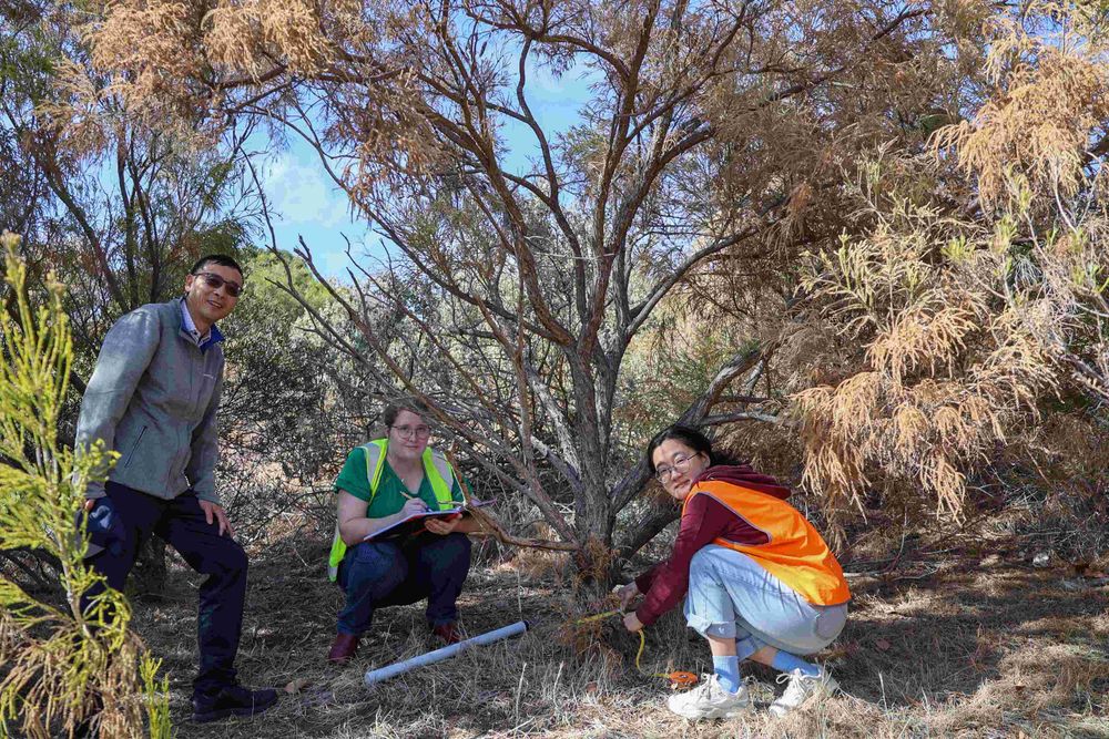 Riverlanders asked to report dying trees post image