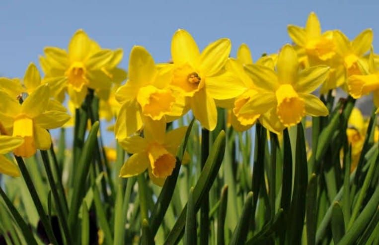 The Fair-Weather Gardener column post image