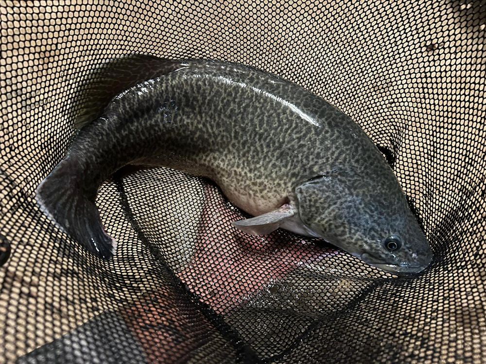 Iconic species found in Bookmark Creek post image