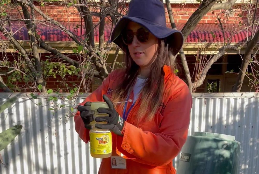 ‘New heights’ in fruit fly battle post image