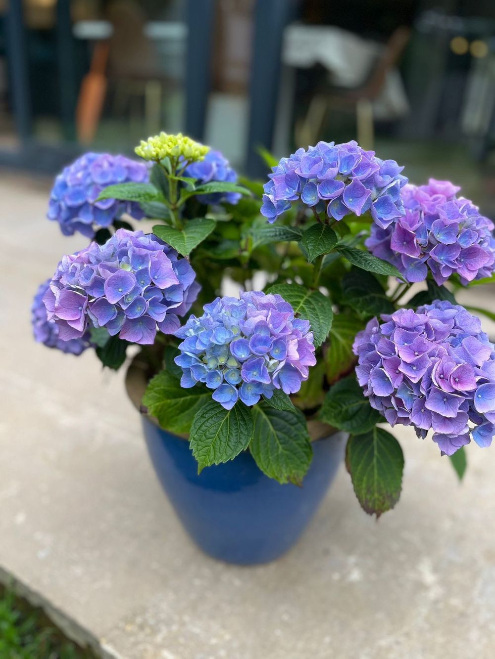 The Fair Weather Gardener post image