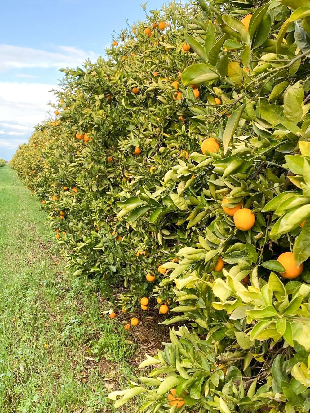 Fruit fly meeting for growers, retailers post image