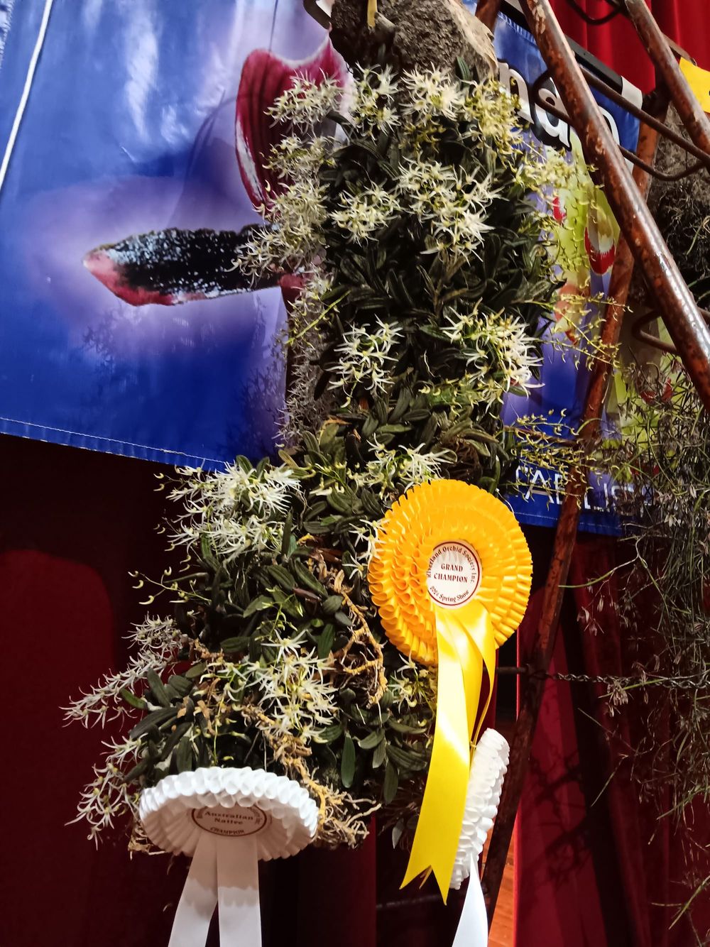Natives showcased at Annual Orchid Spectacular post image