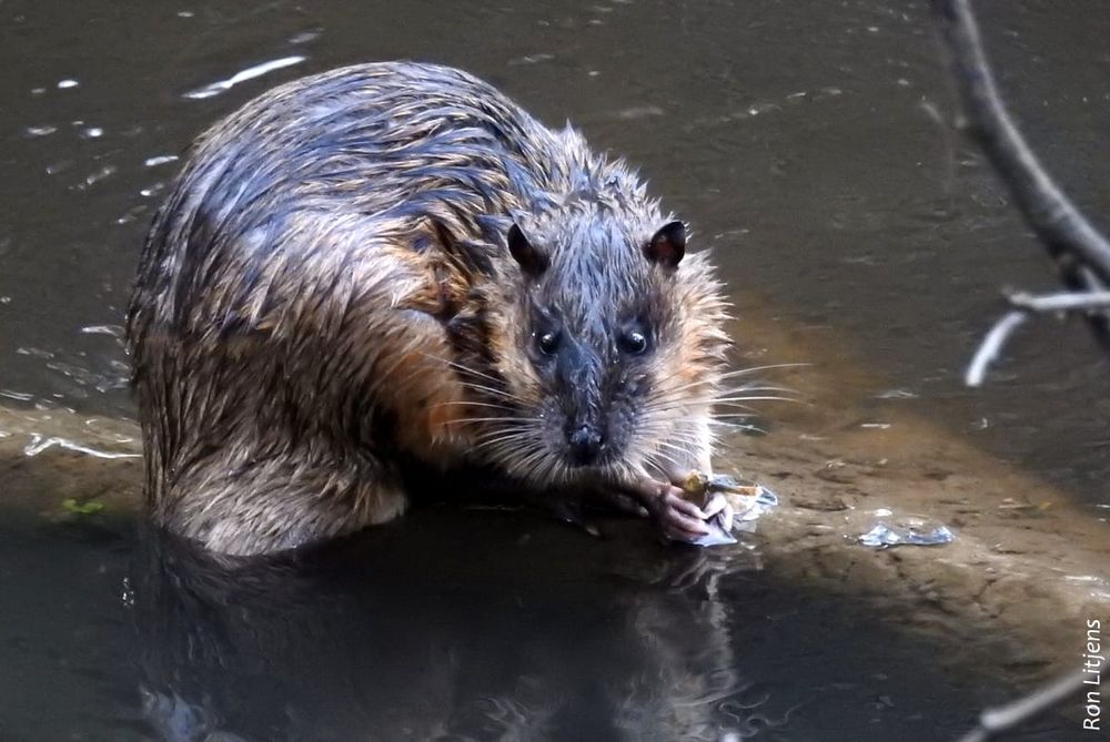 Call to ban ‘death trap’ opera house nets immediately post image