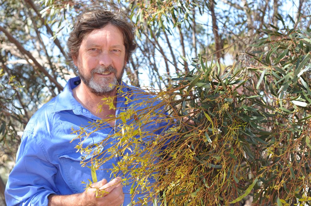 Trees to survive all-conquering caterpillars post image