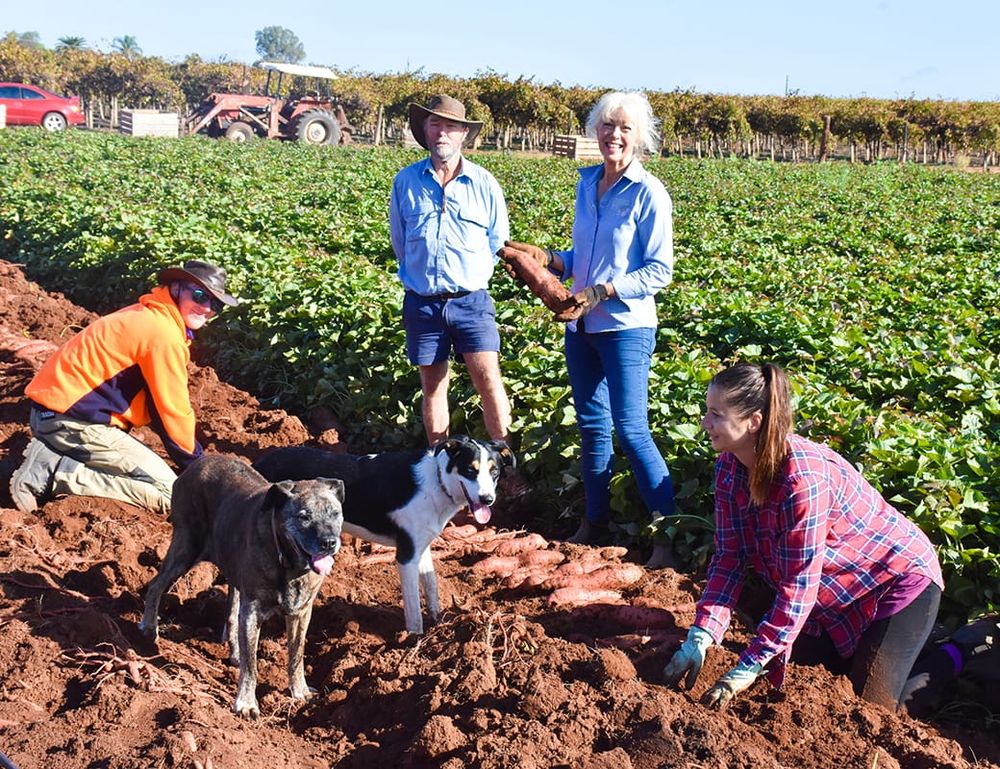 Livin’ the sweet (potato) life post image