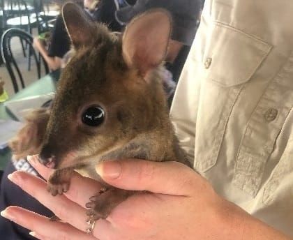 Young environmentalists visit local reserve post image