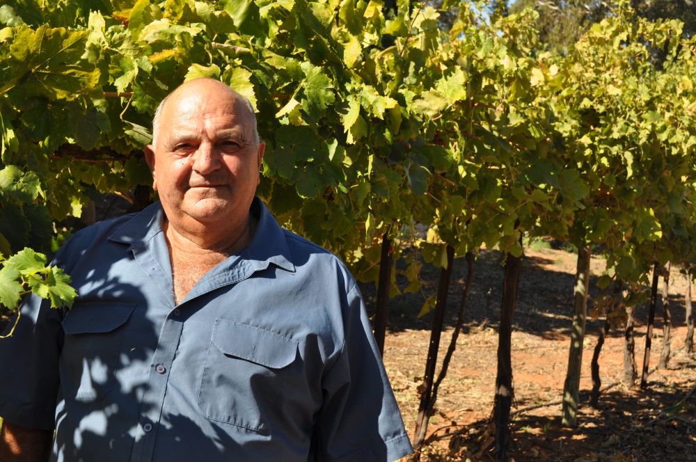 Help needed for ‘overwhelmed’ grape growers post image