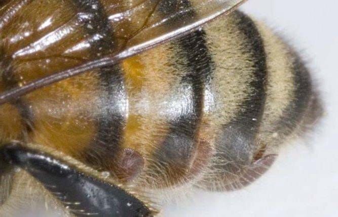 Movement of bee colonies into SA means varroa outbreak now ‘highly likely’… NO ESCAPE? post image