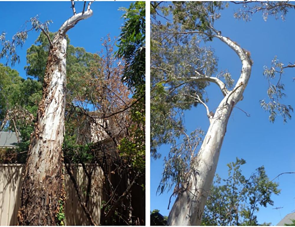 Renmark Paringa Council supports Unley’s legal fight post image