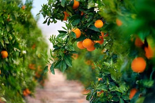 Citrus SA grower update post image