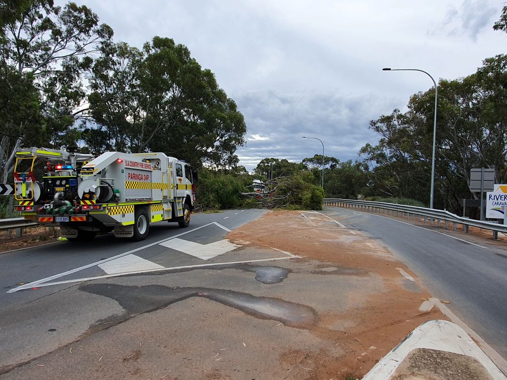 Fallen tree across Paringa causeway delays traffic post image
