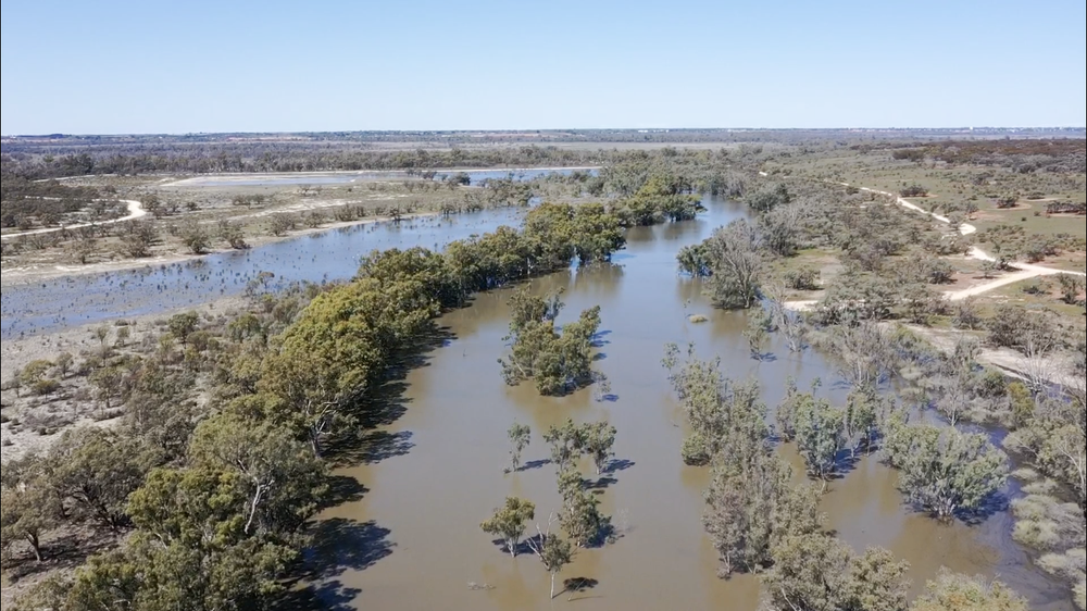 Floodplain watering ‘huge success’ post image
