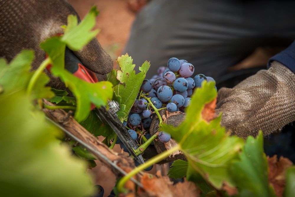 New $260,000 package for wine industry post image