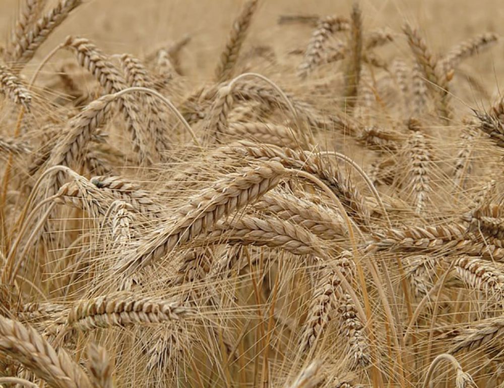 Berri Barmera Council consults community about GM crop decision post image