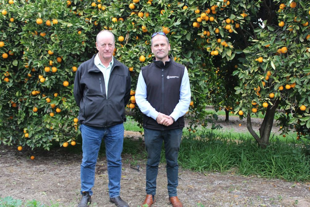 Citrus growers learn fruit fly control techniques post image