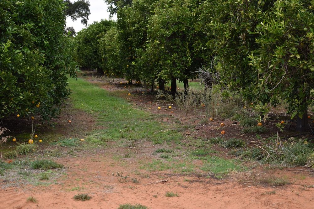 Reducing the risk? Regular cleaning at research centre orchard post image