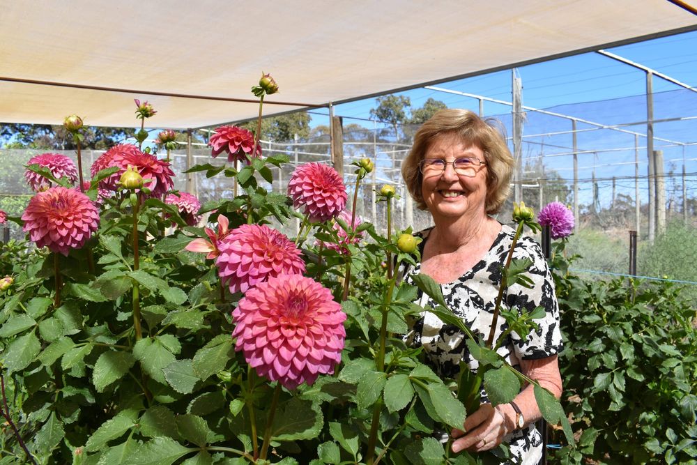 John’s dahlia legacy still living on post image