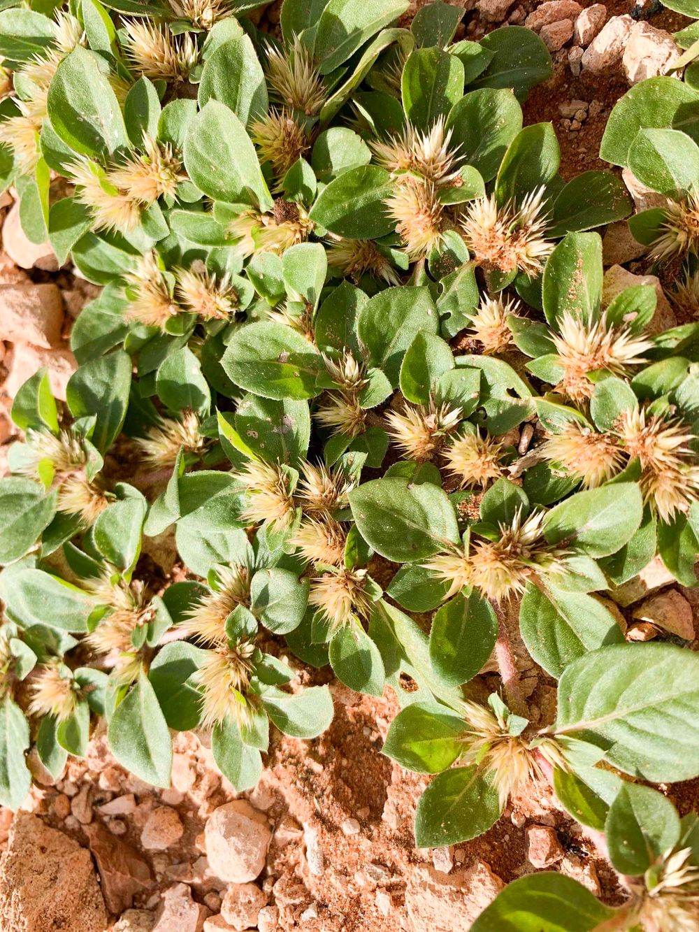 Warning to look out for ‘spiteful’ khaki weed post image
