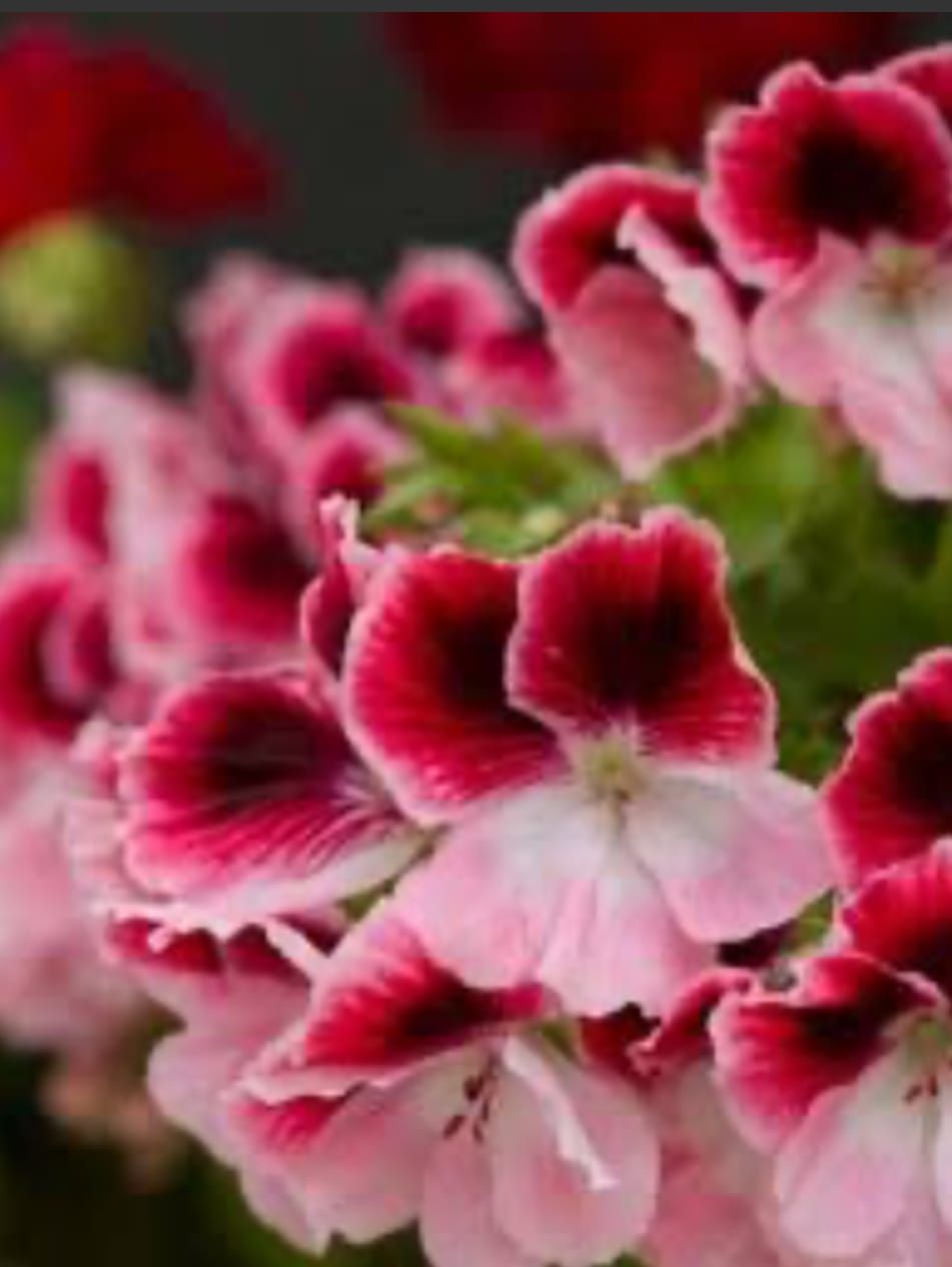 The Fair-Weather Gardener post image