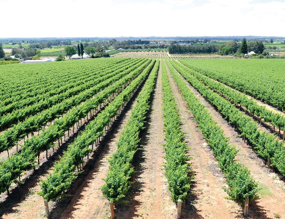 More good news for Riverland irrigators... 94 per cent and heading to 100 post image
