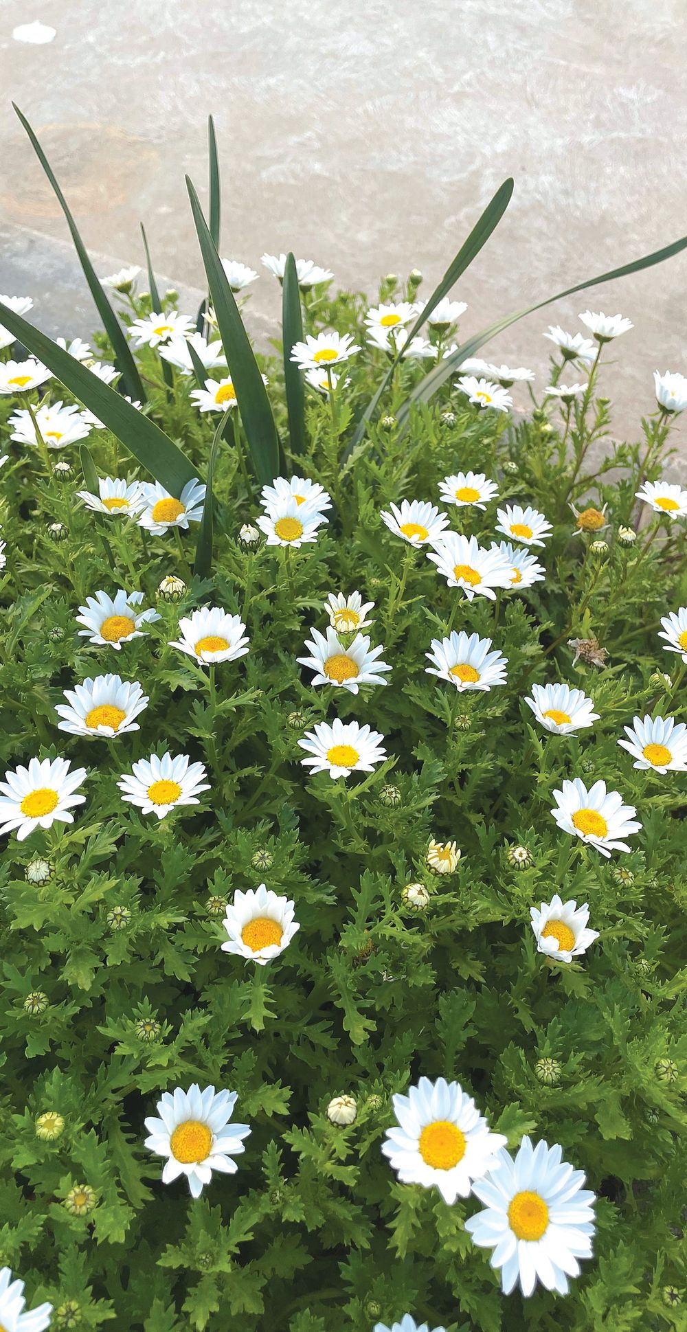 The Fair-Weather Gardener post image