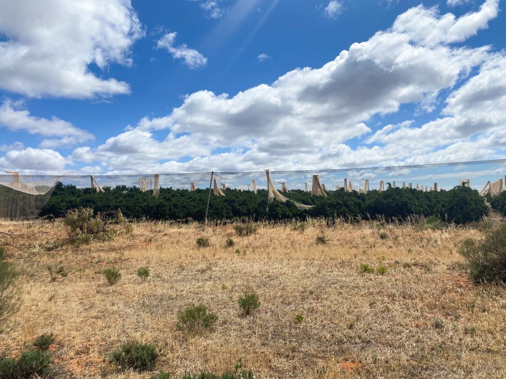 Citrus ‘blessed’ to avoid serious damage post image